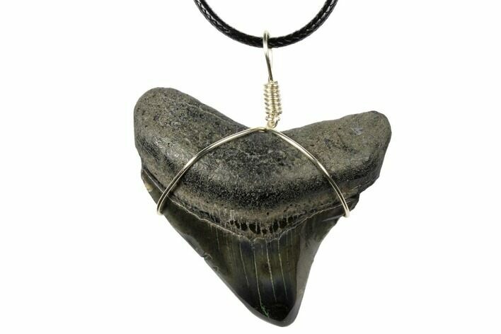 2" Fossil Megalodon Tooth Necklace
